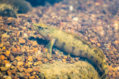 Etheostoma maculatum