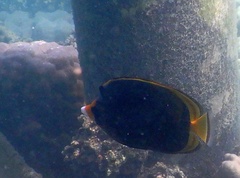 Chaetodon flavirostris