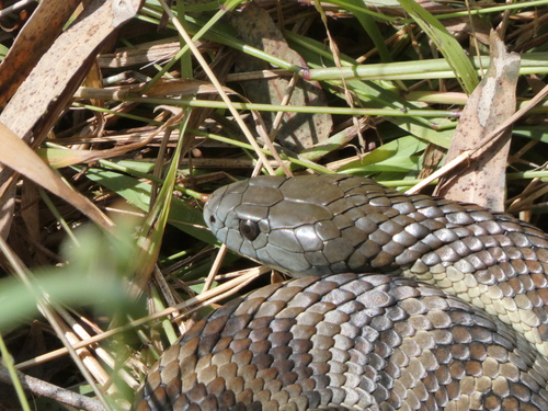 Tiger Snake sighting
