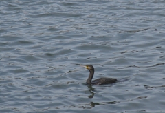 Phalacrocorax carbo
