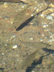 Acanthopagrus australis