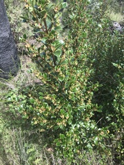 Coprosma hirtella