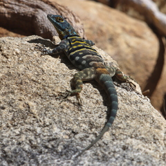 Petrosaurus thalassinus