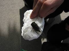 Neotibicen