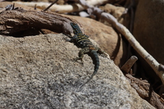 Petrosaurus thalassinus