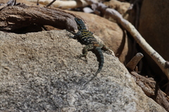 Petrosaurus thalassinus