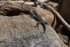 Petrosaurus thalassinus