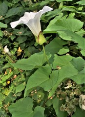 Calystegia × lucana