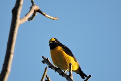 Euphonia chlorotica