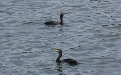 Phalacrocorax carbo