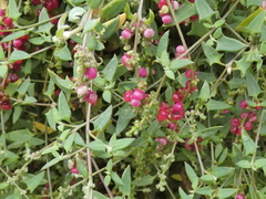 Chenopodium nutans