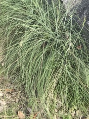 Poa sieberiana