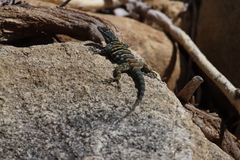 Petrosaurus thalassinus