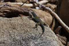 Petrosaurus thalassinus