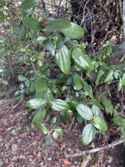 Ceanothus oliganthus sorediatus