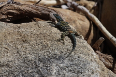 Petrosaurus thalassinus