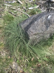 Poa sieberiana