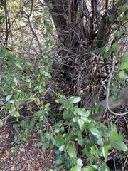 Ceanothus oliganthus sorediatus