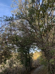 Ceanothus oliganthus sorediatus