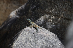 Petrosaurus thalassinus