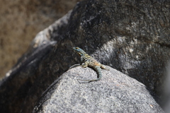 Petrosaurus thalassinus