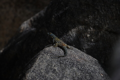 Petrosaurus thalassinus