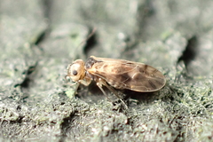 Caeciliusidae