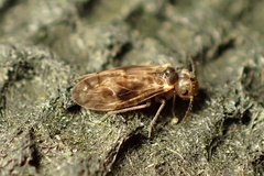 Caeciliusidae