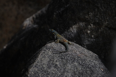 Petrosaurus thalassinus