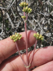 Crassula subacaulis subacaulis