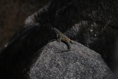 Petrosaurus thalassinus