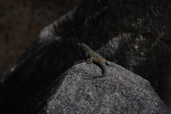 Petrosaurus thalassinus