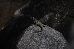 Petrosaurus thalassinus