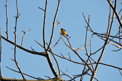 Euphonia chlorotica