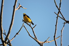 Euphonia chlorotica