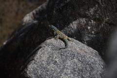 Petrosaurus thalassinus