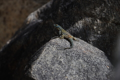 Petrosaurus thalassinus