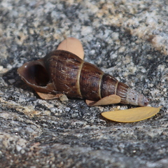 Melanoides tuberculata