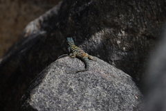 Petrosaurus thalassinus