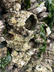 Semibalanus cariosus