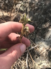 Pterostylis hamata