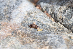 Melanoides tuberculata