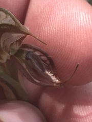 Pterostylis hamata