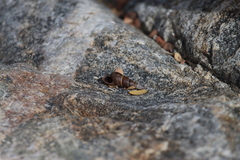 Melanoides tuberculata