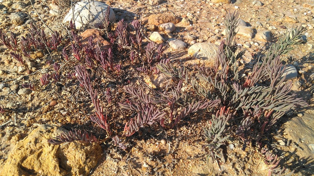 Suaeda spicata