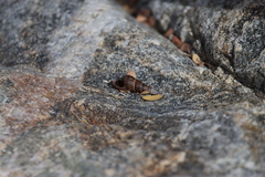 Melanoides tuberculata