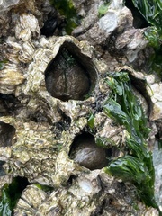 Semibalanus cariosus