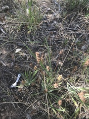 Plantago gaudichaudii