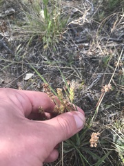 Plantago gaudichaudii