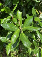 Planchonella costata